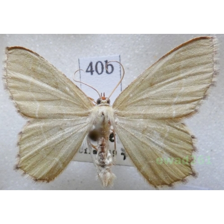 Hemithea aestivaria (Hübner, 1789) Czech40b